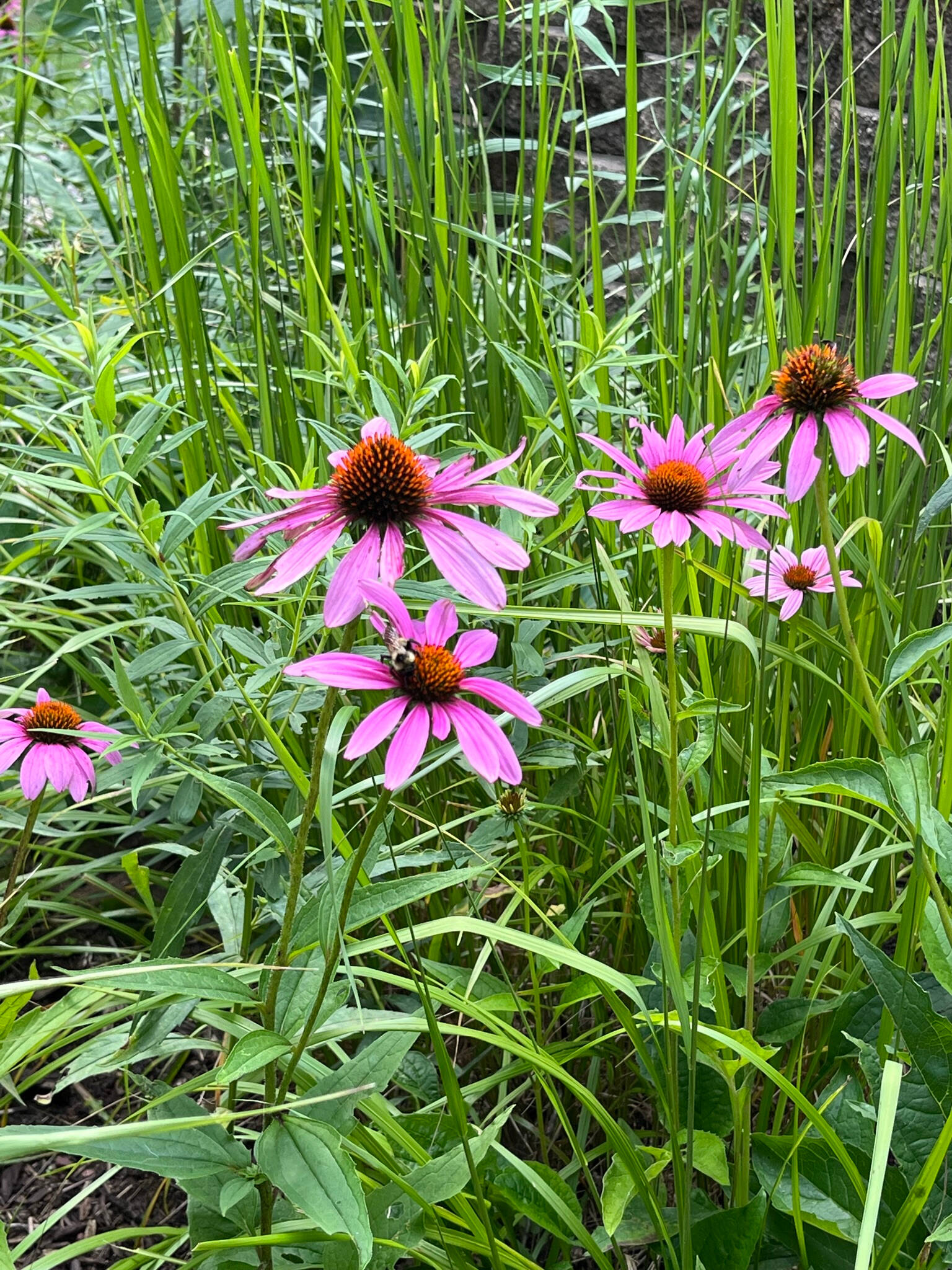 tall grass with some pink flowers
